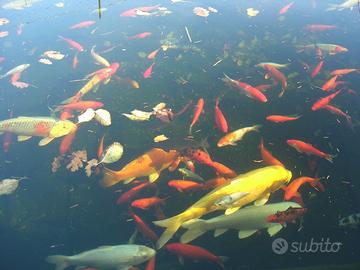 Carpe koi - carpe giapponesi