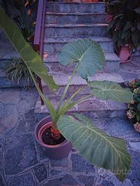 Alocasia - Orecchie di elefante