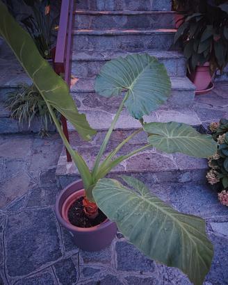 Alocasia - Orecchie di elefante