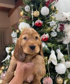 Cuccioli cocker spaniel