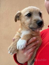 Cucciolo bassotto mix taglia piccola in adozione