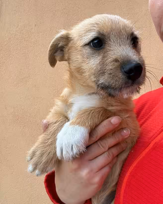 Cucciolo bassotto mix taglia piccola in adozione
