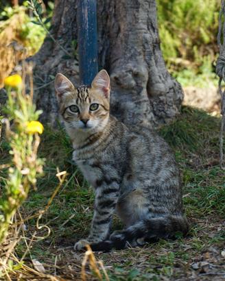 Gattini in adozione