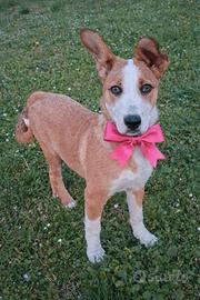 AISHA cucciola di 4 mesi. Aspetta solo TE