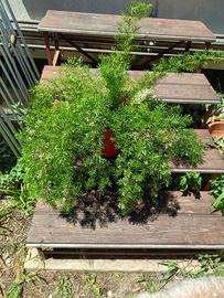 Asparagus densiflorus "Sprengeri" adulto con fiori