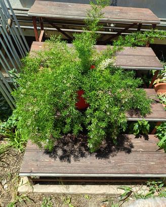 Asparagus densiflorus "Sprengeri" adulto con fiori