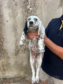 Cucciolo Setter Inglese