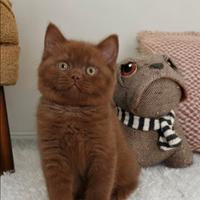 British Shorthair ENFI pedigree