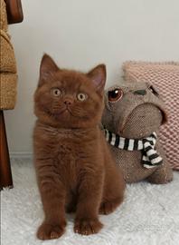 British Shorthair ENFI pedigree