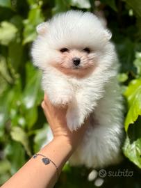 Cuccioli bianchi di spitz tedesco nano