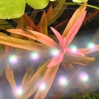 piante per acquario dolce 