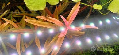 piante per acquario dolce 