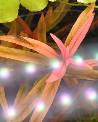 piante per acquario dolce 