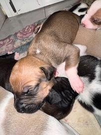 Cuccioli di Amstaff