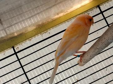 Canarina femmina gialla