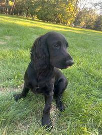 Cocker Spaniel Inglese PEDIGREE ENCI