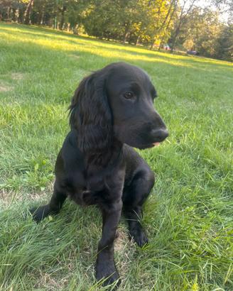 Cocker Spaniel Inglese PEDIGREE ENCI