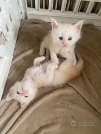 Maine coon maschio