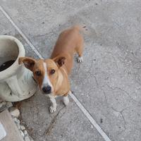 Cane meticcio