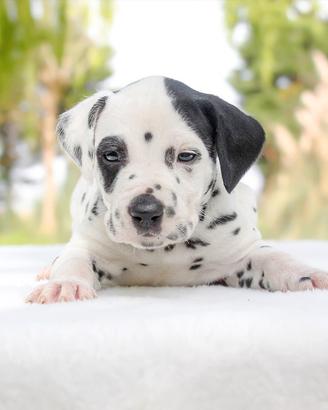 Cucciolo di Dalmata maschio