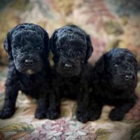 Barboncino nano nero femmine