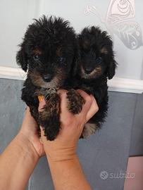 Cuccioli Barboncino Toy