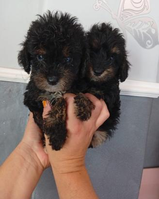 Cuccioli Barboncino Toy