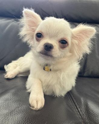 Chihuahua