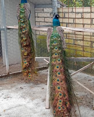 Animali