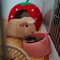 Porcellino maschio tre mesi e mezzo