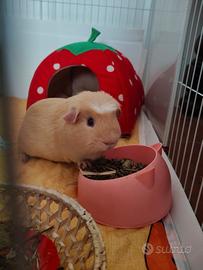 Porcellino maschio tre mesi e mezzo