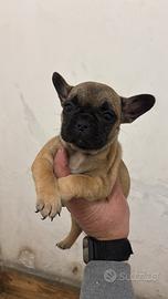 Bulldog francesi fulvi