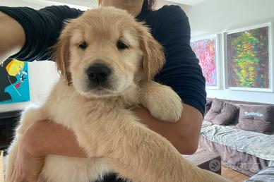 Golden Retriever con pedigree, chip, vaccini