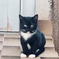 Gattini 3 mesi e mezzo maschio e femmina