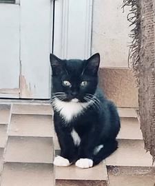 Gattini 3 mesi e mezzo maschio e femmina