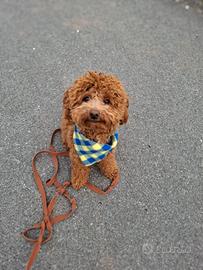 Cucciolo barbonicno nano