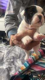 Bulldog francese