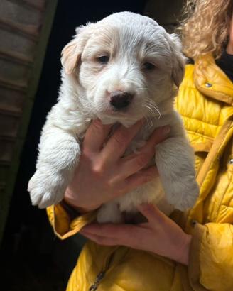 Cuccioli di Border collie puri