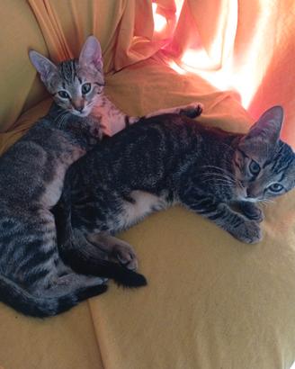 Meravigliose micette
