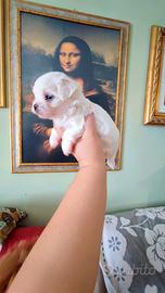 Prenotazione Cuccioli di Maltese Mini Toy