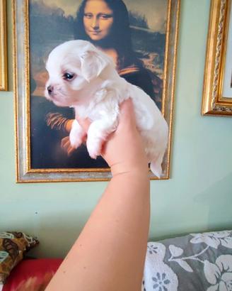 Prenotazione Cuccioli di Maltese Mini Toy