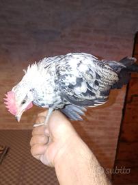 Pulcinotti phoenix