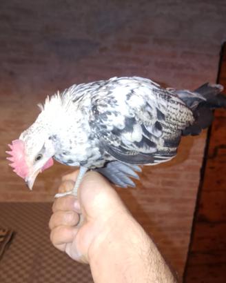 Pulcinotti phoenix