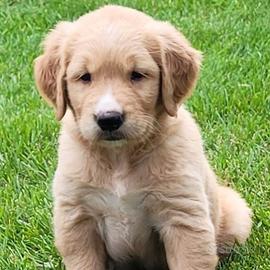Cuccioli di Golden Retriever Maschi Femmine