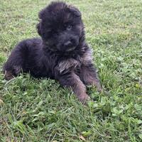 Cuccioli di Pastore Tedesco a pelo lungo