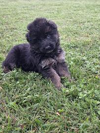 Cuccioli di Pastore Tedesco a pelo lungo