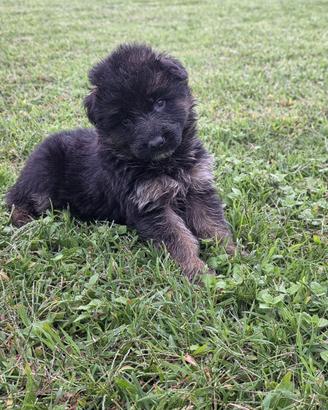 Cuccioli di Pastore Tedesco a pelo lungo