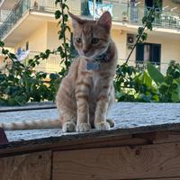 Regalasi dolcissimo Romeo