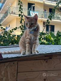 Regalasi dolcissimo Romeo