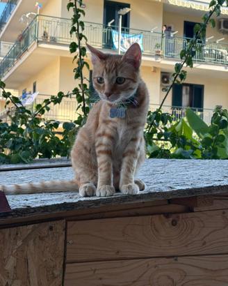 Regalasi dolcissimo Romeo